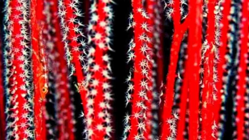 Bu test gözlerinizi kanatacak! Görselde saklanan balığı gördünüz mü?